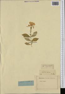 Silene sinensis (Lour.) H. Ohashi & H. Nakai, South Asia, South Asia (Asia outside ex-Soviet states and Mongolia) (ASIA) (Not classified)