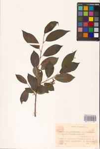 Salix pentandra L., Eastern Europe, Belarus (E3a) (Belarus)