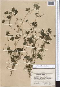 Geranium divaricatum Ehrh., Middle Asia, Western Tian Shan & Karatau (M3) (Uzbekistan)