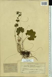 Alchemilla glabricaulis H. Lindb., Eastern Europe, Moscow region (E4a) (Russia)