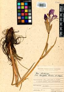 Iris laevigata Fisch., Siberia, Baikal & Transbaikal region (S4) (Russia)