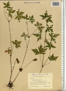 Geranium sibiricum L., Eastern Europe, Latvia (E2b) (Latvia)