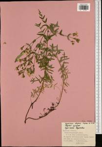 Hypericum elegans Steph. ex Willd., Eastern Europe, Central region (E4) (Russia)