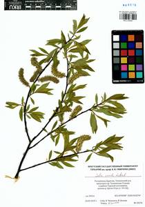 Salix rorida Lacksch., Siberia, Baikal & Transbaikal region (S4) (Russia)