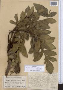 Angelica decurrens (Ledeb.) B. Fedtsch., Middle Asia, Western Tian Shan & Karatau (M3) (Kyrgyzstan)