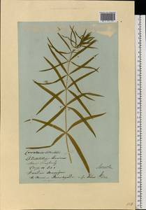 Polygonatum verticillatum (L.) All., Eastern Europe, Lithuania (E2a) (Lithuania)
