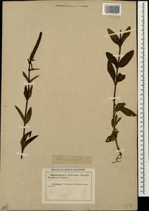 Veronica spicata L., Caucasus, Krasnodar Krai & Adygea (K1a) (Russia)