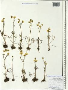 Ranunculus pedatus Waldst. & Kit., Caucasus, Krasnodar Krai & Adygea (K1a) (Russia)