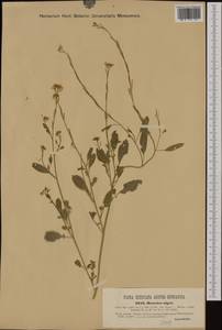 Brassica nigra (L.) W.D.J. Koch, Western Europe (EUR) (Austria)