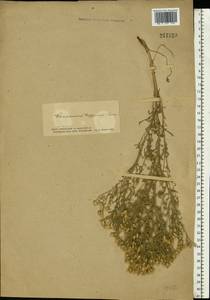Centaurea diffusa Lam., Eastern Europe, South Ukrainian region (E12) (Ukraine)