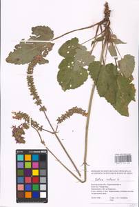 MHA 0 156 242, Salvia nutans L., Eastern Europe, Central forest-and-steppe region (E6) (Russia)