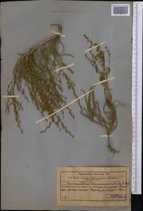 Spiraeanthus schrenckianus (C. A. Mey.) Maxim., Middle Asia, Syr-Darian deserts & Kyzylkum (M7) (Kazakhstan)