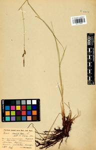 Carex cespitosa L., Siberia, Baikal & Transbaikal region (S4) (Russia)
