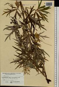 Aconitum ambiguum subsp. baicalense (Turcz. ex Rapaics) Vorosch., Siberia, Central Siberia (S3) (Russia)