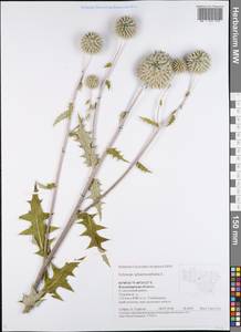 Echinops sphaerocephalus L., Eastern Europe, Central region (E4) (Russia)