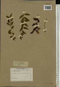 Vinca herbacea Waldst. & Kit., Eastern Europe, Rostov Oblast (E12a) (Russia)