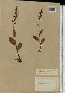 Dactylorhiza viridis (L.) R.M.Bateman, Pridgeon & M.W.Chase, Eastern Europe, Western region (E3) (Russia)