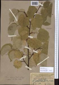 Tilia cordata subsp. nasczokinii (Stepanov) Shekhovts. & Kosterin, Siberia, Central Siberia (S3) (Russia)