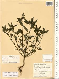 Euphorbia davidii Subils, Caucasus, Black Sea Shore (from Novorossiysk to Adler) (K3) (Russia)