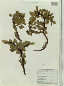 Salix richardsonii Hook., Siberia, Central Siberia (S3) (Russia)