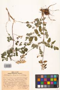 Astragalus frigidus (L.) A.Gray, Siberia, Russian Far East (S6) (Russia)