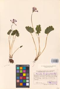 Primula kaufmanniana Regel, Middle Asia, Middle Asia (no precise locality) (M0)