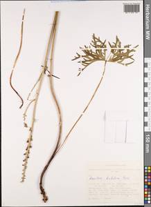 Aconitum barbatum Patrin ex Pers., Siberia, Altai & Sayany Mountains (S2) (Russia)