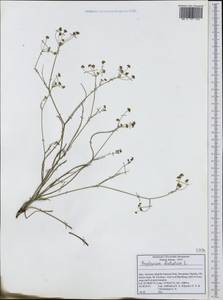 Bupleurum falcatum L., Western Europe (EUR) (Italy)