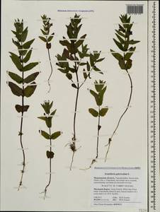 Scutellaria galericulata L., Eastern Europe, Northern region (E1) (Russia)