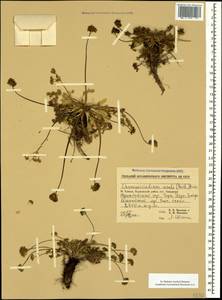 Chamaesciadium acaule (M.Bieb.) Boiss., Caucasus, Georgia (K4) (Georgia)