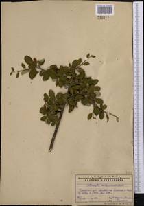 Cotoneaster nummularius Fisch. & C. A. Mey., Middle Asia, Pamir & Pamiro-Alai (M2)