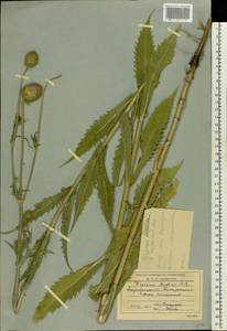 Dipsacus strigosus Willd., Eastern Europe, Lower Volga region (E9) (Russia)
