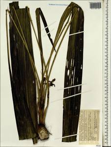 Hypoxidia rhizophylla (Baker) F.Friedmann, Africa (AFR) (Seychelles)