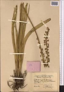 Eremurus turkestanicus Regel, Middle Asia, Western Tian Shan & Karatau (M3) (Uzbekistan)