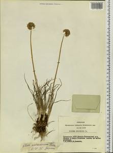 Allium austrosibiricum N.Friesen, Siberia, Altai & Sayany Mountains (S2) (Russia)