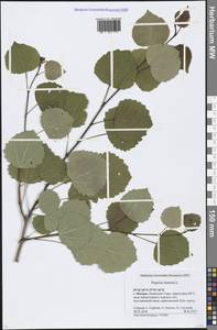 Populus tremula L., Eastern Europe, Moscow region (E4a) (Russia)