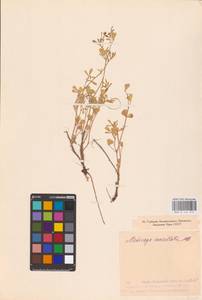 Medicago cancellata M.Bieb., Eastern Europe, Eastern region (E10) (Russia)
