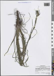 Tragopogon podolicus Besser ex DC., Eastern Europe, Lower Volga region (E9) (Russia)