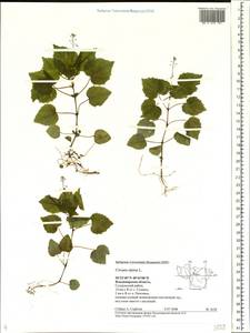 Circaea alpina L., Eastern Europe, Central region (E4) (Russia)