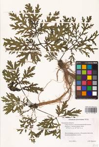 Artemisia sieversiana Ehrh. ex Willd., Eastern Europe, Central region (E4) (Russia)