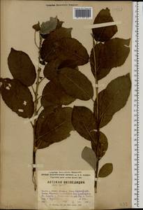 Salix caprea L., Eastern Europe, Volga-Kama region (E7) (Russia)