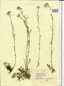 Cardamine pratensis subsp. dentata (Schult.) Celak., Eastern Europe, West Ukrainian region (E13) (Ukraine)