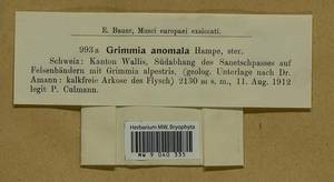 Grimmia anomala Hampe ex Schimp., Bryophytes, Bryophytes - Western Europe (BEu) (Switzerland)