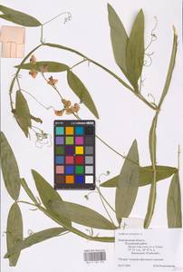 Lathyrus sylvestris L., Eastern Europe, North-Western region (E2) (Russia)