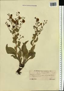 Rindera tetraspis (Pall.) L'Hér. ex DC. & A. DC., Eastern Europe, Lower Volga region (E9) (Russia)
