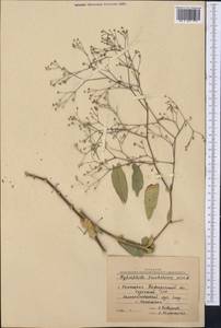Gypsophila perfoliata L., Middle Asia, Northern & Central Kazakhstan (M10) (Kazakhstan)