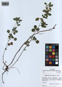 KUZ 001 053, Medicago platycarpos (L.) Trautv., Siberia, Altai & Sayany Mountains (S2) (Russia)