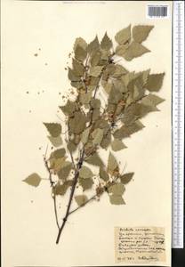 Betula pendula Roth, Middle Asia, Northern & Central Kazakhstan (M10) (Kazakhstan)