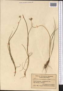 Allium inconspicuum Vved., Middle Asia, Syr-Darian deserts & Kyzylkum (M7) (Kazakhstan)