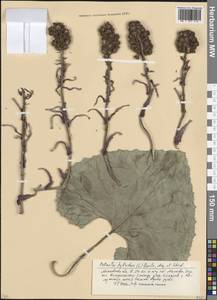 Petasites hybridus (L.) G.Gaertn., B.Mey. & Scherb., Eastern Europe, Moscow region (E4a) (Russia)